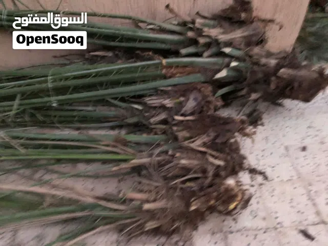 السلام وعليكم جمعتكم مباركه يوجد فصيل نخل نواع برنسي وحره وحلوي 2متر