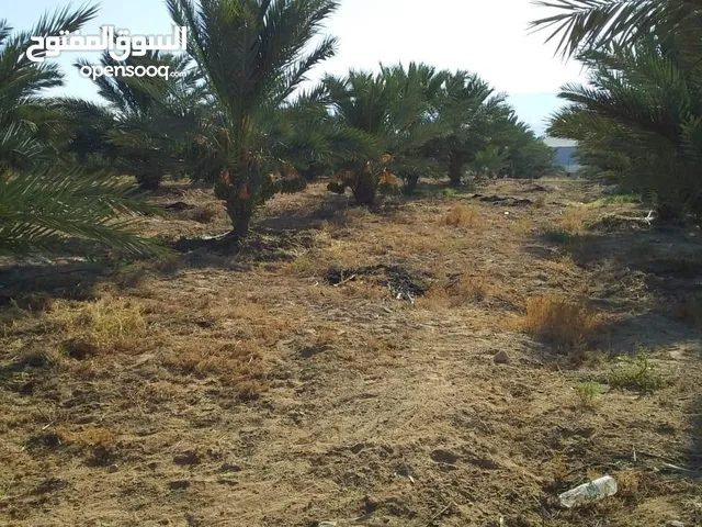 Farm Land for Sale in Jordan Valley Al Rama
