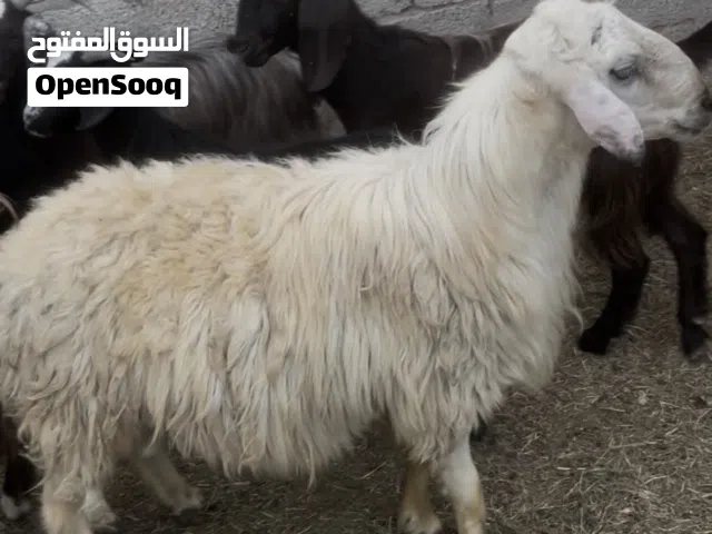 جدايه وكبش اضاحي ممتازه