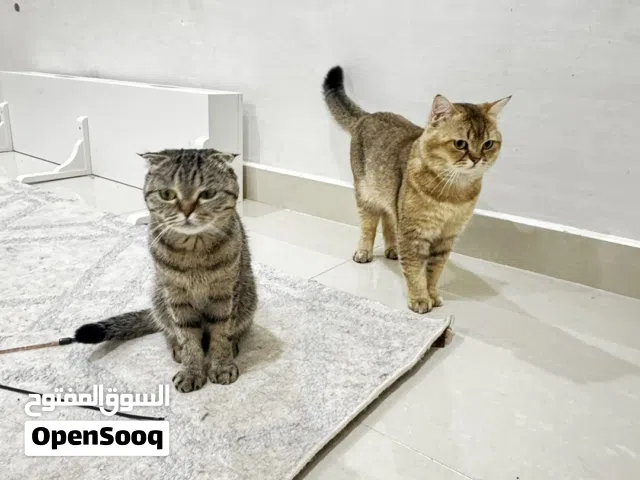 قطتين انواع مميزة للتبني