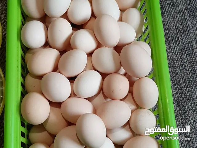 متوفر بيض دجاج عربي (للأكل ).