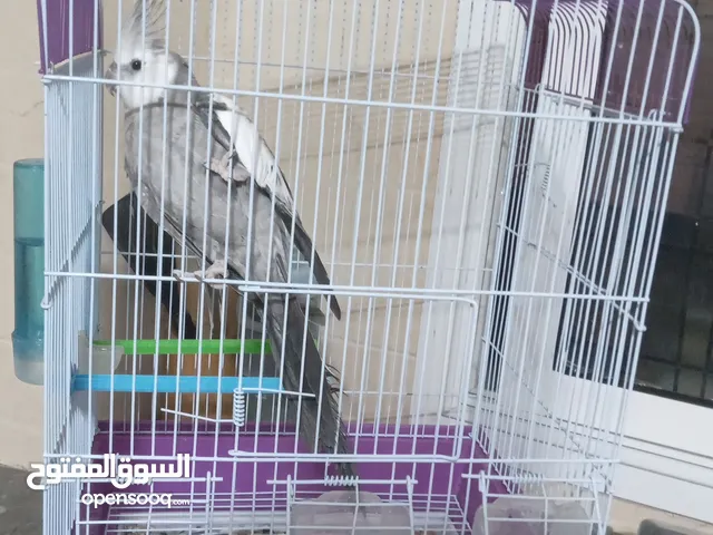 بسلا الجديدة قرب مسجدالضح