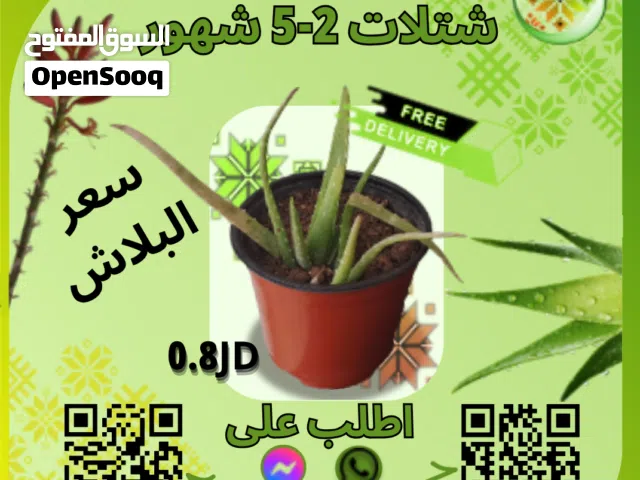 شتلات الالوفيرا عمر 2-5 اشهر