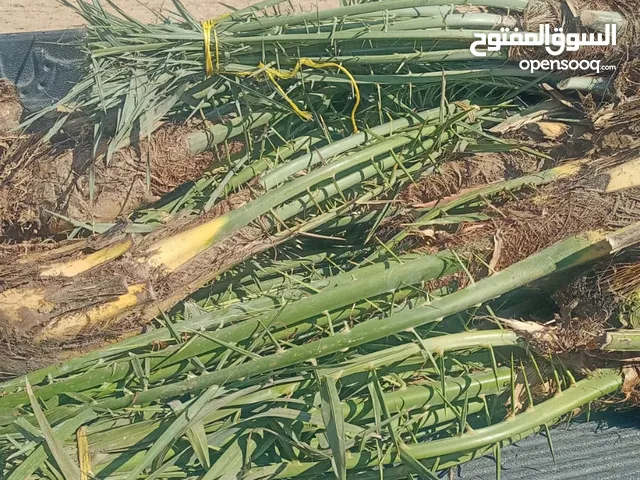 فسائل متنوعه للبيع كبار (من الام)