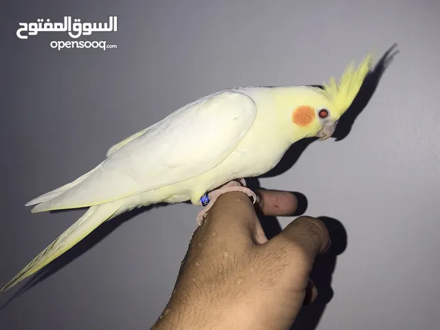 كوكتيل اليف
