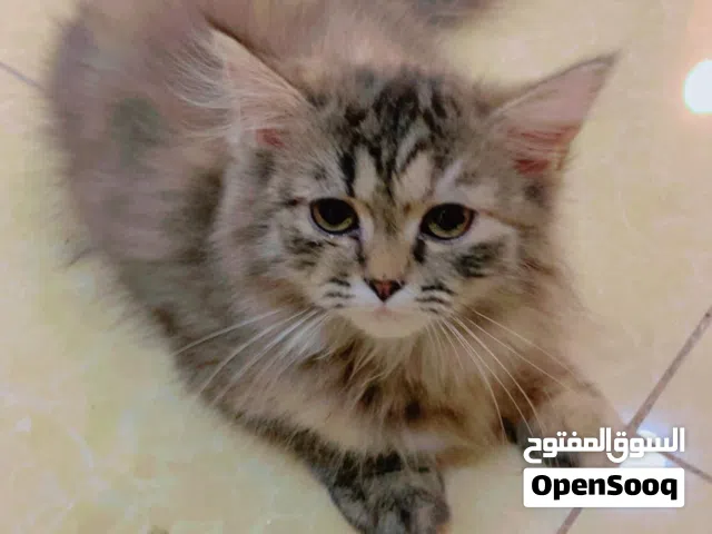 قطة من ام شيرازية ملكية واب راغدول تركي