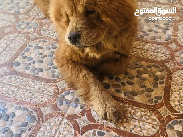 كلبه تشاو تشاو للبيع