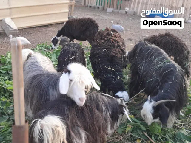 ماعز من حلال رحوب نوعية ممتازة وهي الولد الثاني ولأن هي عشار الي جاد يتواصل معي على الواتسب