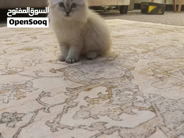 قطة للتبني عمره 2 ونص شهر