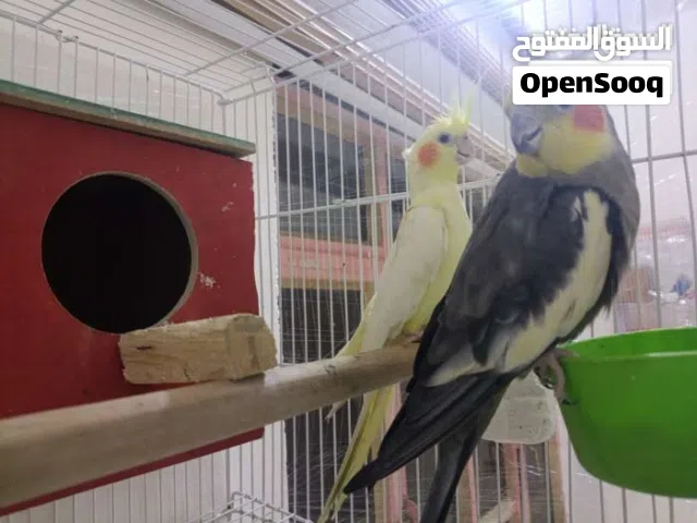 زوج كوكتيل لبيع