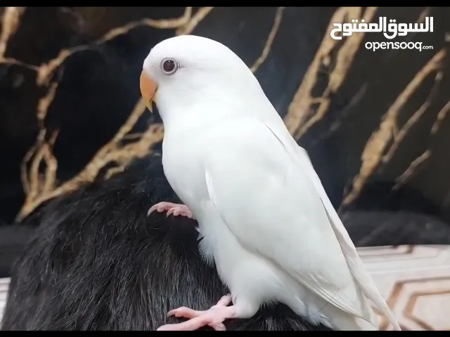للبيع فروخ لوف بيرد ربوه قاطعين عس