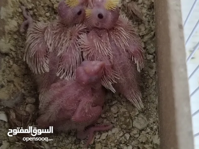 كوكتيل زق للبيع