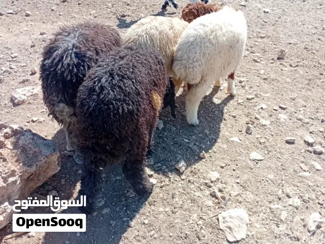 عبر بلدي بصلاة على النبي
