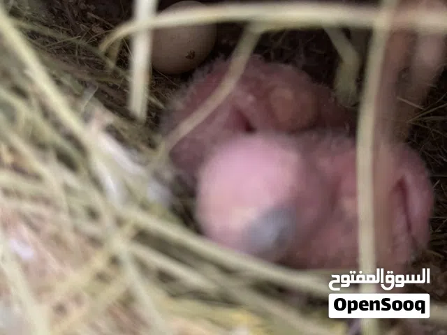 فروخ ترويض روز ابيض
