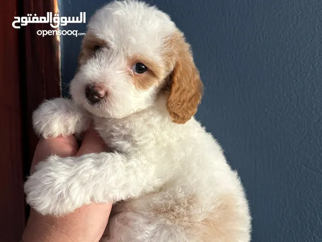 Toy poodle