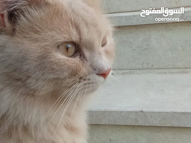 سنورة شيرازيه