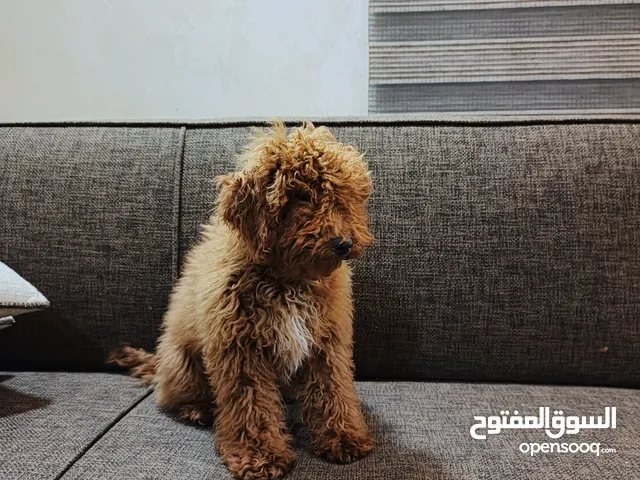 جرو توي بودل رد براون للبيع بنص الثمن اشتريتوا ب 1200 وبدي ابيعوب 500دينار غير قابل للتفاوض اوكراني