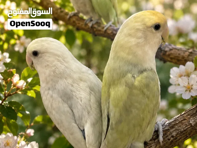 للبيع ماشاءالله