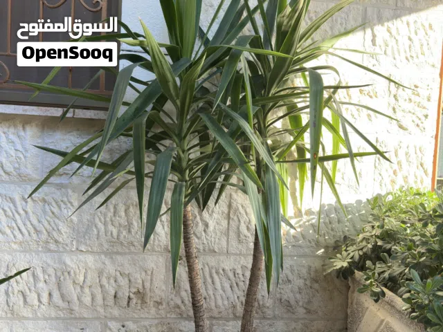 اشجار يوكا عدد 5 للبيع