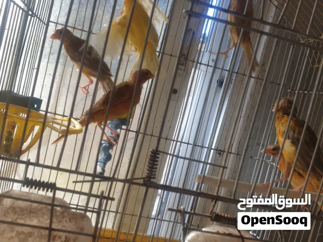 طيور كناري