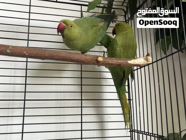 ببغائين دره للبيع مع قفص green idian green parrot pair