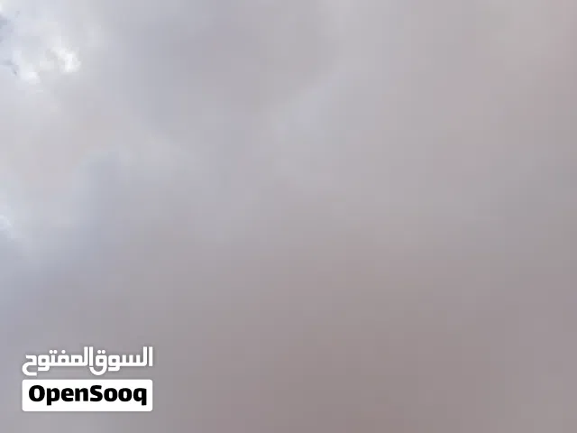 دجاج عربي للبيع