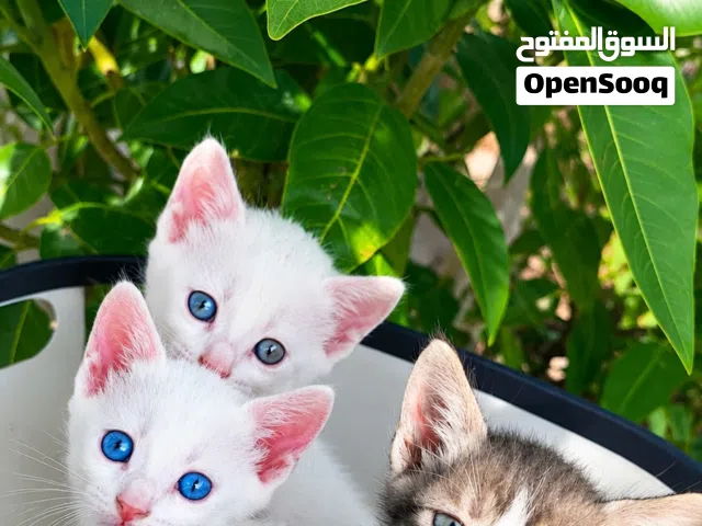 قطط صغيرة للبيع