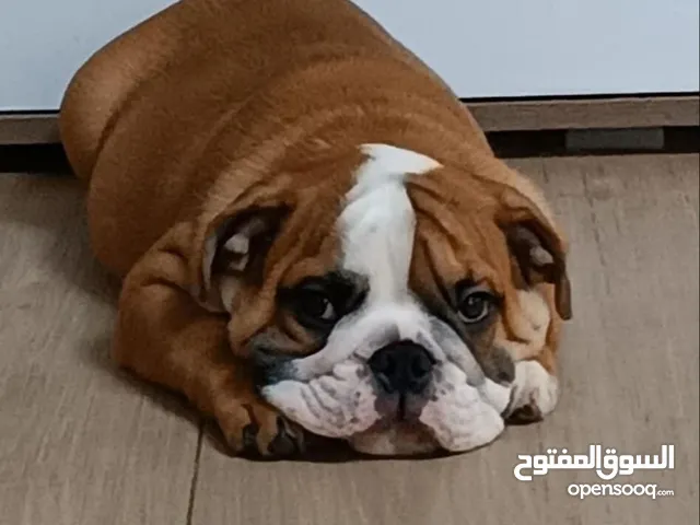 انجليش بولدوغ ،وارد روسيا ،ذكر