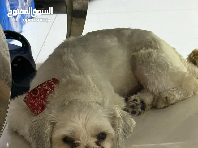 loving puppy..