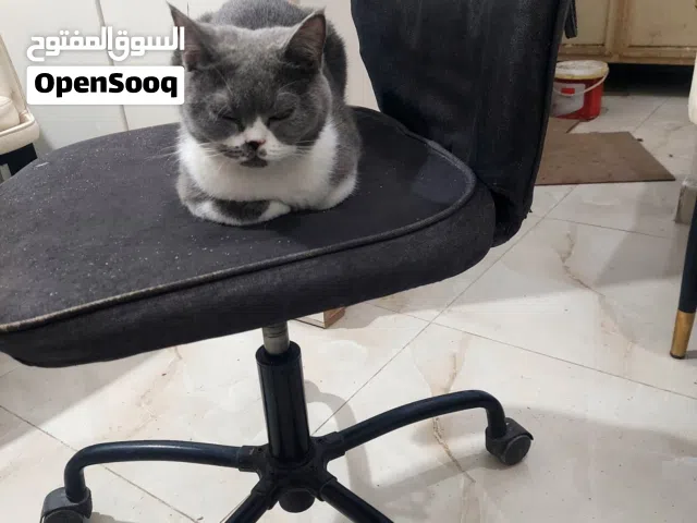 قط للبيع كامل تطعيم وجميع اغراضه