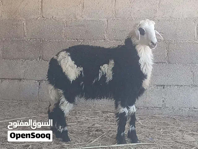 هوش وحملات وجدايه وكبش