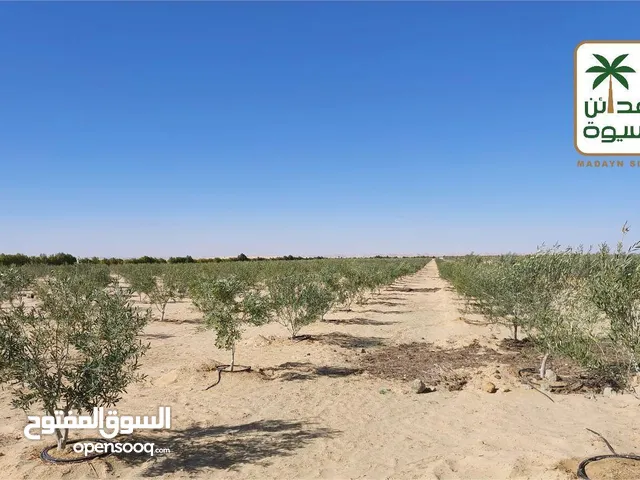 ارض للبيع 5 فدان مزوعة زيتون مراقي