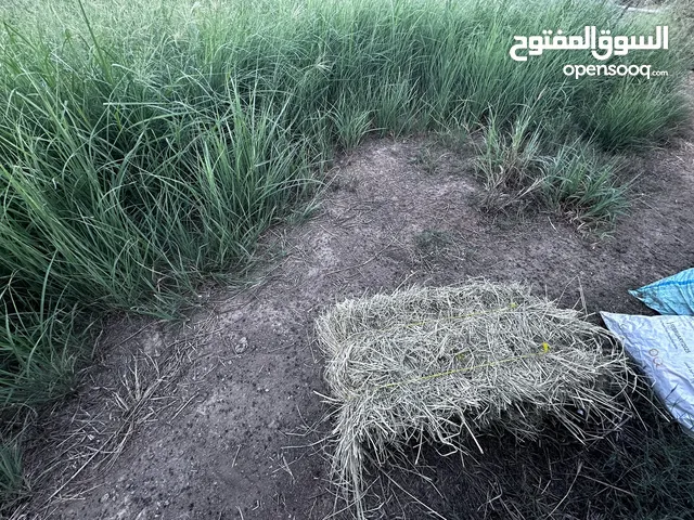 برايد للبيع