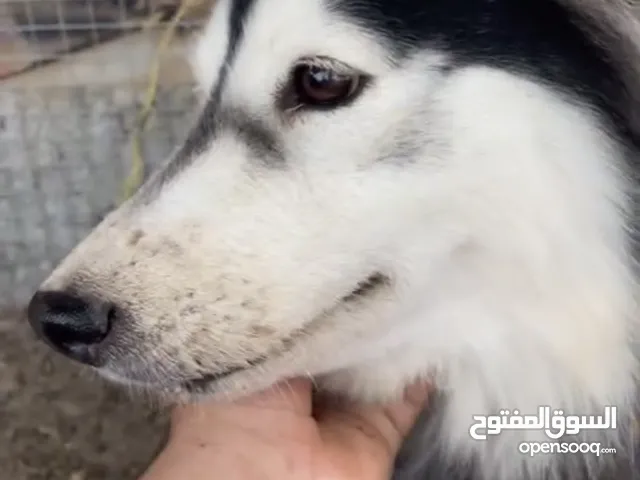 كلبه هاسكي