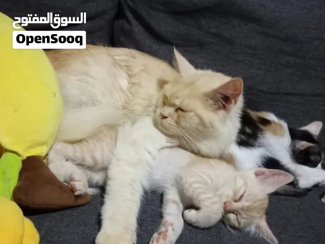 قطط الام مع عيالها للبيع شوف السعر المناسب و خبرني