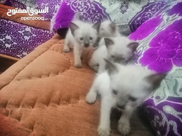 بيع اثنان قطط سلاله الصيامي واحد قطة وقط واحد