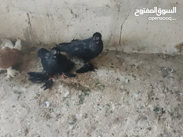 ماشاءالله متاح موجودات طبربور