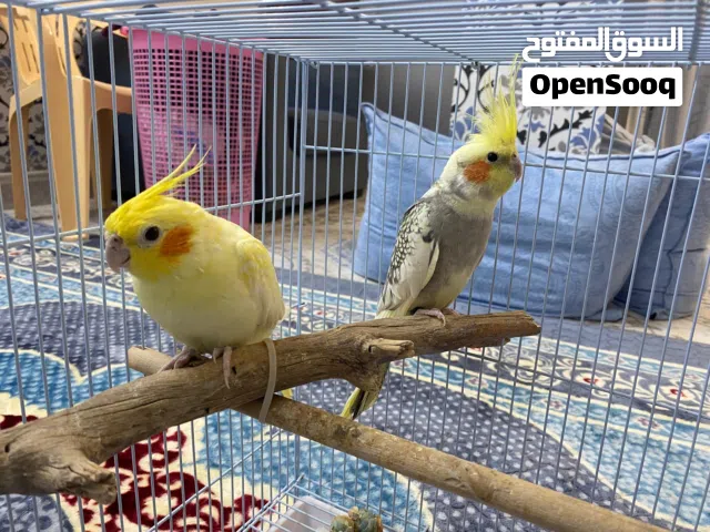 للبيع زوج كوكتيل