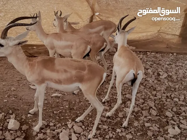 غزلان الريم العربي