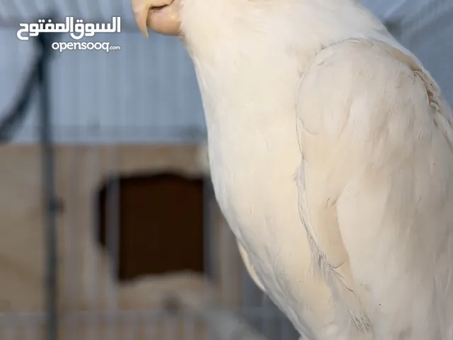 زوج كوكتيل للبيع