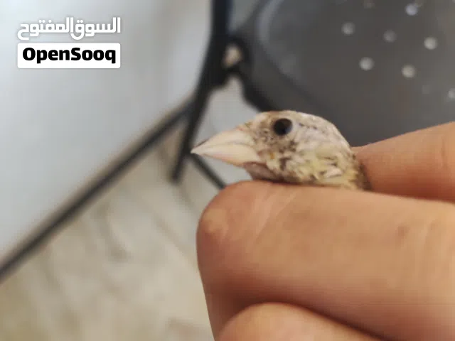 فرخ جغل دكر لبيسمع وبيكسب