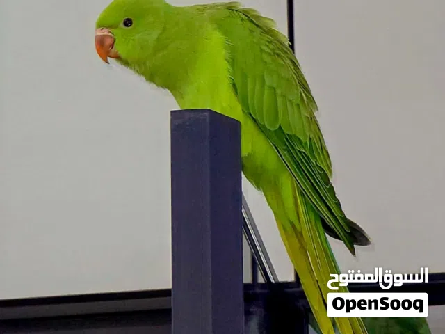بغبغاء دره هندي للبيع مستعجل على بيعه اليفه تصعد على الايد