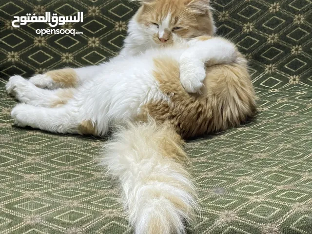 قـط برتش ذكر عمر6 اشهر ونص
