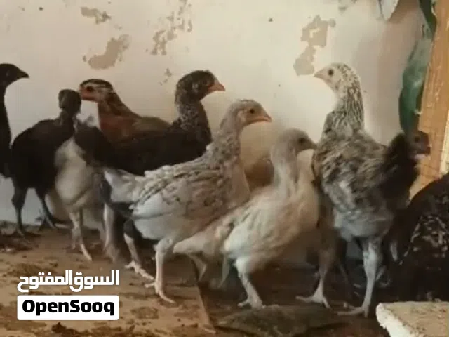 صيصان بلدي للبيع