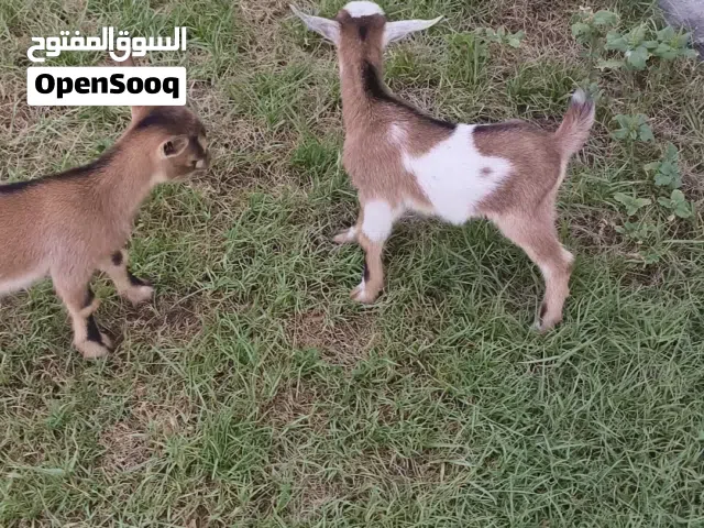 pqme goat  for sale