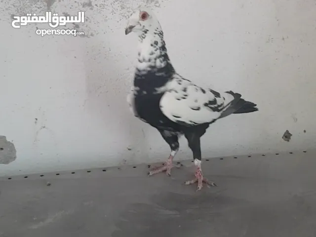 طيور حمام مخاليف سطح بسعر مناسب او البدل على جوز