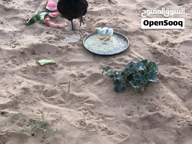 دجاجة عربية تحتها طرف واحد للبيع