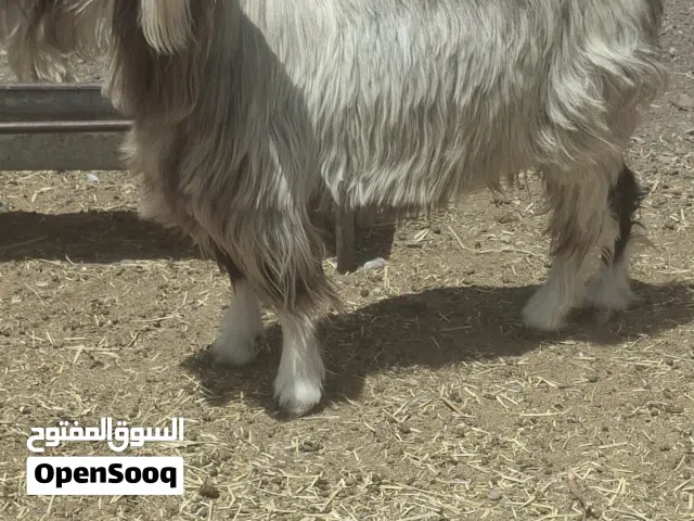 عاقر سمينه فل لذبح ب95