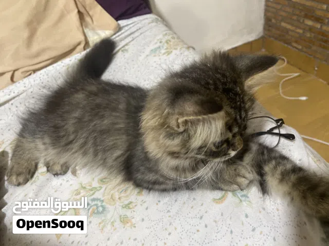 بسه للتبني ذكر