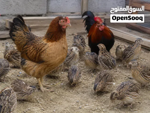 مطلوب دجاج بلدي او سمان